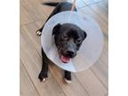 Adopt Booboo a Black - with White Labrador Retriever / Mixed dog in Hilton Head