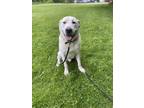 Adopt Aries a Great Pyrenees dog in Cortland, NY (41555966)