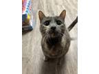 Adopt Faye a Tortoiseshell Domestic Shorthair / Mixed (short coat) cat in Lodi