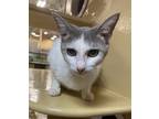 Adopt Blue Bonnet a Gray or Blue (Mostly) Domestic Shorthair / Mixed (short