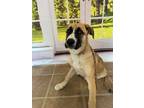 Adopt Zoey a Tricolor (Tan/Brown & Black & White) German Shepherd Dog / Great