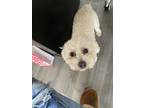 Adopt Fluffy a White Bichon Frise / Mixed dog in Red Lion, PA (41555701)