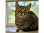 Adopt Juliet a Domestic Shorthair / Mixed cat in Brockville, ON (41555700)