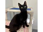 Adopt Lady Macbeth a Domestic Shorthair / Mixed cat in Brockville, ON (41555698)