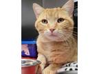 Adopt Orval a Domestic Short Hair
