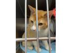 Adopt 052444 - Mr. Peach a Orange or Red Domestic Shorthair cat in McMinnville