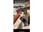 Adopt Squeaks a Tan or Fawn Tabby American Shorthair / Mixed (short coat) cat in