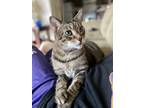 Adopt Titan a Brown Tabby American Shorthair / Mixed (short coat) cat in
