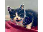 Adopt Phoenix a Domestic Shorthair / Mixed cat in Brockville, ON (41555691)