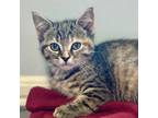 Adopt Banshee a Domestic Shorthair / Mixed cat in Brockville, ON (41555690)