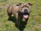Adopt 2405-0957 Draco a Gray/Blue/Silver/Salt & Pepper Pit Bull Terrier / Mixed