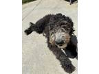 Adopt Ash a Black - with White Sheepadoodle / Mixed dog in Bakersfield