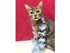 Adopt Cookie Mama a Domestic Shorthair / Mixed (short coat) cat in Columbus
