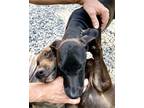 Adopt Kobe a Brown/Chocolate Doberman Pinscher / Mixed dog in Thomasville