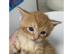 Adopt Redcliff a Domestic Shorthair / Mixed cat in Salisbury, MD (41555660)