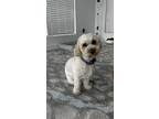 Adopt Sofia a White - with Red, Golden, Orange or Chestnut Maltipoo / Mixed dog