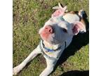 Adopt Kweli a White - with Tan, Yellow or Fawn Pit Bull Terrier / Mixed Breed
