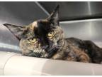 Adopt Toasty a Tortoiseshell Domestic Shorthair (short coat) cat in Forked