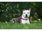 Adopt Shellie Bellie a American Staffordshire Terrier / Mixed dog in Raleigh