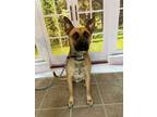 Adopt Sammy a Brown/Chocolate - with Black German Shepherd Dog / Mixed dog in