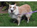 Adopt Meteor a White - with Tan, Yellow or Fawn Sheltie, Shetland Sheepdog /