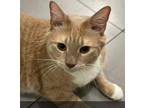 Adopt Cooper a Orange or Red Tabby Domestic Mediumhair (short coat) cat in