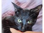 Adopt Monkey a All Black Domestic Shorthair (short coat) cat in Manchester
