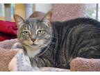 Adopt Fern a Gray, Blue or Silver Tabby Domestic Shorthair (short coat) cat in