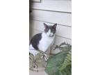 Adopt Fitz Gerald a Gray or Blue (Mostly) Domestic Shorthair / Mixed (short