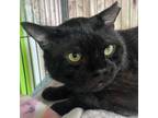 Adopt Milkman a All Black Domestic Shorthair (short coat) cat in Manchester