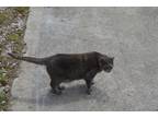 Adopt Cassie a Gray or Blue Domestic Shorthair / Mixed (medium coat) cat in