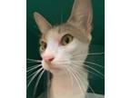 Adopt Mckenna a Gray, Blue or Silver Tabby Domestic Shorthair (short coat) cat