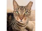Adopt Gunner a Brown Tabby Domestic Shorthair (short coat) cat in Manchester