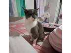 Adopt Zemo a Gray or Blue (Mostly) Domestic Mediumhair / Mixed (medium coat) cat
