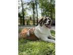 Adopt Emma and Murphy a Tan/Yellow/Fawn - with White Great Pyrenees / Border