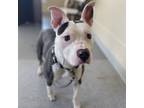 Adopt Paisley a Gray/Silver/Salt & Pepper - with White Pit Bull Terrier / Mixed