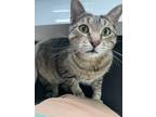 Adopt Benji a Brown Tabby Domestic Mediumhair / Mixed (medium coat) cat in