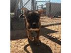 Adopt Arrow a German Shepherd Dog / Mixed dog in San Tan Valley, AZ (41555515)