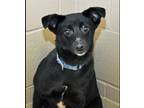 Adopt Courage a Black - with White Mixed Breed (Small) / Mixed dog in