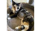 Adopt Jezebel a Calico or Dilute Calico Domestic Shorthair (short coat) cat in