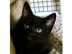Adopt Jethro a All Black Domestic Mediumhair (short coat) cat in Manchester