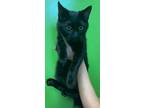 Adopt Brexley a All Black Domestic Mediumhair / Mixed cat in Rockwall