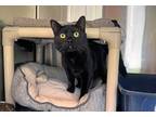 Adopt Mochi a All Black Domestic Shorthair (short coat) cat in Coupeville