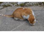 Adopt Tigger a Orange or Red Tabby Domestic Shorthair / Mixed (medium coat) cat