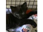Adopt Jemma a All Black Domestic Mediumhair (short coat) cat in Manchester