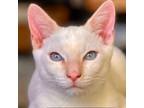 Adopt Milo a White Domestic Shorthair (medium coat) cat in Manchester