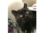 Adopt Buddy a All Black Domestic Longhair / Mixed (long coat) cat in Columbus