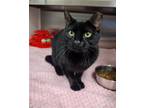 Adopt Joan a All Black Domestic Shorthair / Mixed (short coat) cat in Hilton