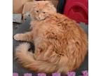 Adopt Leo Cat OS NV a Domestic Medium Hair