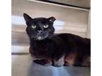 Adopt Cavendish a All Black Domestic Shorthair / Mixed (short coat) cat in